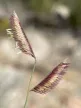 Alacsony moszkitófű - Bouteloua gracilis 