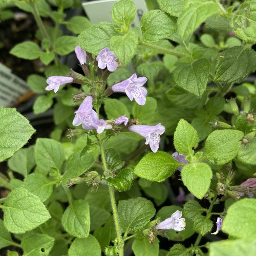 Mirigyes pereszlény - Calamintha nepeta 'Marvelette Blue'