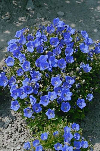 Kárpáti harangvirág - Campanula carpatica 'Carillon Blue'