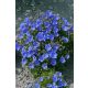 Kárpáti harangvirág - Campanula carpatica 'Carillon Blue'