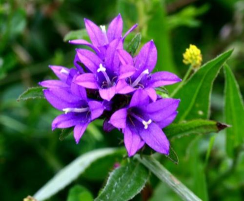 Csomós harangvirág - Campanula glomerata