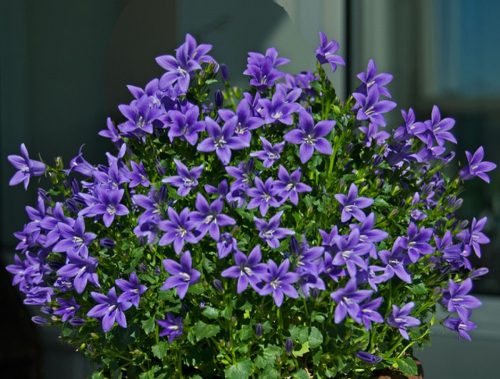 Balkáni harangvirág - Campanula poscharskyana 'Stella'