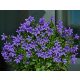 Balkáni harangvirág - Campanula poscharskyana 'Stella'