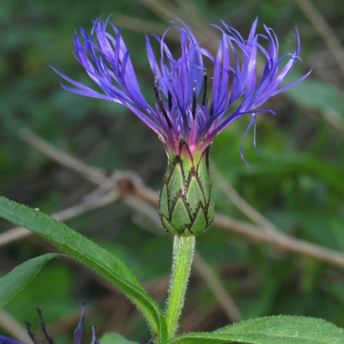 Hegyi imola - Centaurea montana
