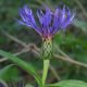 Hegyi imola - Centaurea montana
