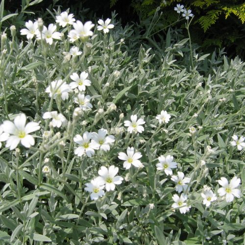 Molyhos madárhúr - Cerastium tomentosum 