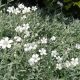 Molyhos madárhúr - Cerastium tomentosum 