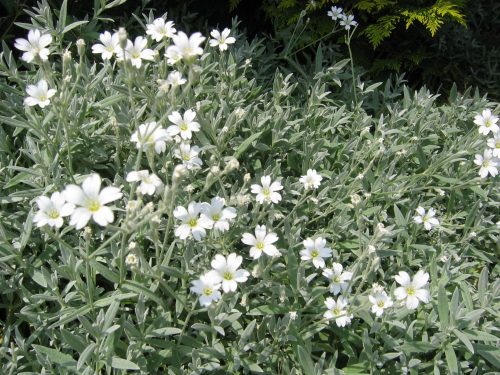 Molyhos madárhúr - Cerastium tomentosum 