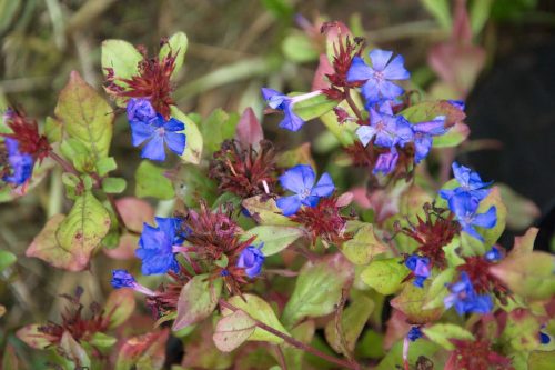 Tarackoló kékgyökér - Ceratostigma plumbaginoides