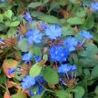 Tarackoló kékgyökér - Ceratostigma plumbaginoides