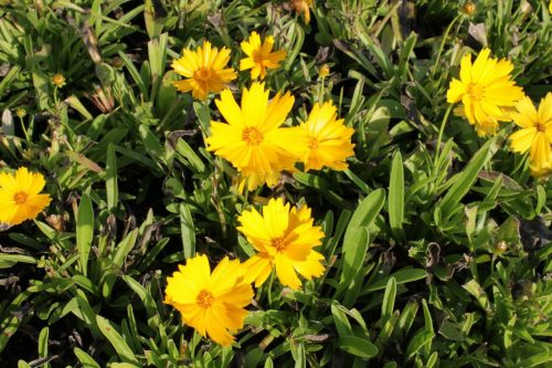 Menyecskeszem - Coreopsis grandiflora 'Illico'