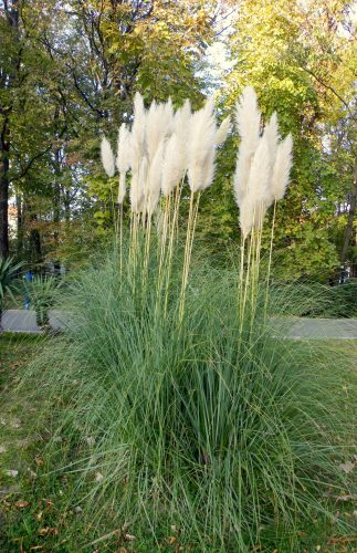 Ezüstös pampafű - Cortaderia selloana 'Sunningdale Silver'