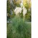 Ezüstös pampafű - Cortaderia selloana 'Sunningdale Silver'