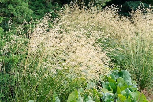 Gyepes sédbúza - Deschampsia cespitosa 