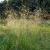 Gyepes sédbúza - Deschampsia cespitosa 