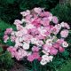 Tollas szegfű - Dianthus plumarius 'Sweetness'