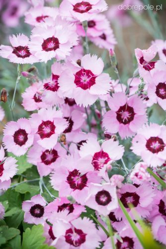 Tollas szegfű - Dianthus plumarius 'Red Rose Bicolor'