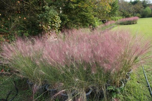 Tőtippan - Eragrostis spectabilis