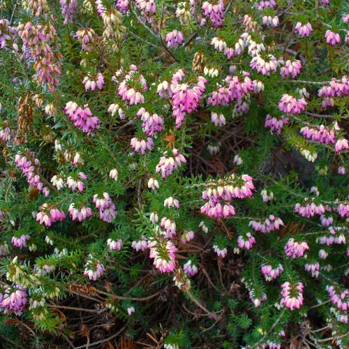 Alpesi hanga - Erica carnea 