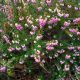 Alpesi hanga - Erica carnea 