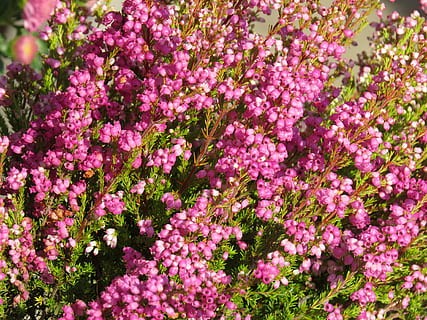 Alpesi hanga - Erica carnea 'December Red'