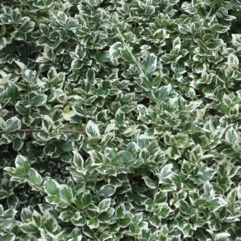  Fehértarka kúszó kecskerágó - Euonymus fortunei 