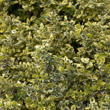 Aranytarka kúszó kecskerágó - Euonymus fortunei 