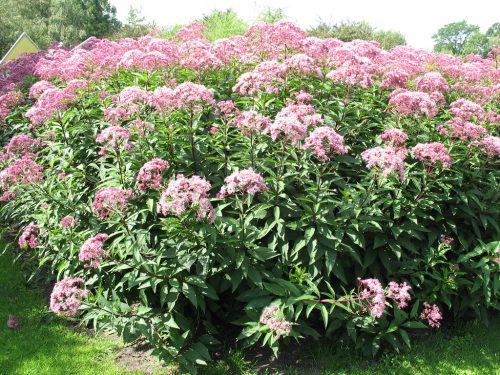 Sédkender - Eupatorium maculatum 'Atropurpureum'