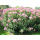 Sédkender - Eupatorium maculatum 'Atropurpureum'