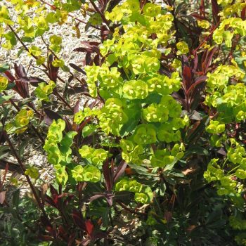 Erdei kutyatej - Euphorbia amygdaloides 'Purpurea'