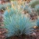 Deres csenkesz - Festuca glauca 'Elijah Blue'