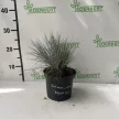 Deres csenkesz - Festuca glauca 'Elijah Blue'