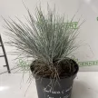 Deres csenkesz - Festuca glauca 'Elijah Blue'