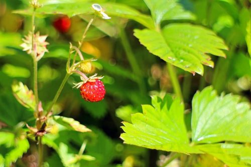 Erdei szamóca - Fragaria vesca 'Alexandria'