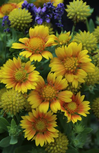 Kokárdavirág - Gaillardia aristata 'Arizona Apricot'