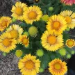 Kokárdavirág - Gaillardia aristata 'Arizona Apricot'