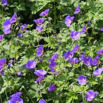 Kék gólyaorr - Geranium 'Johnson's Blue'