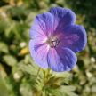 Kék gólyaorr - Geranium 'Johnson's Blue'