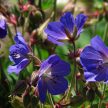 Kék gólyaorr - Geranium 'Johnson's Blue'