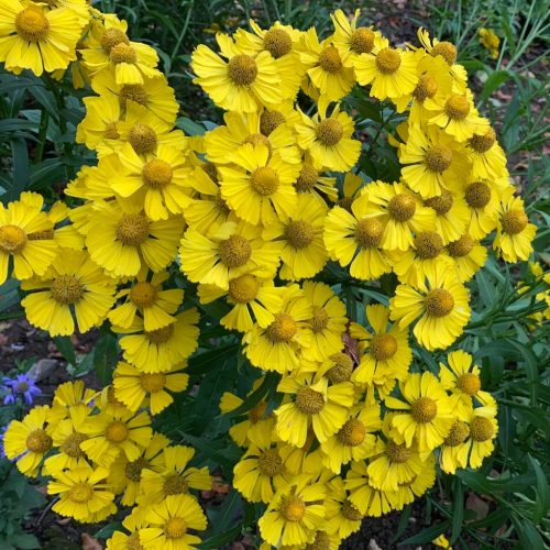 Őszi napfényvirág - Helenium autumnale 'Helena Gold'