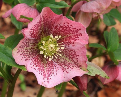 Keleti hunyor - Helleborus orientalis 