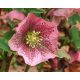 Keleti hunyor - Helleborus orientalis 