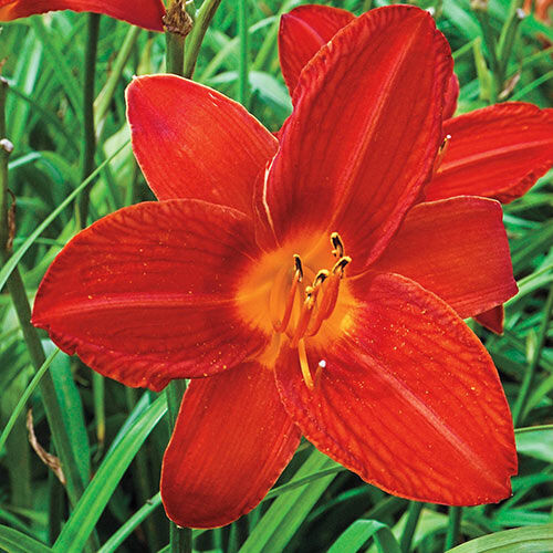 Sásliliom - Hemerocallis 'Campfire Embers'