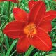 Sásliliom - Hemerocallis 'Campfire Embers'