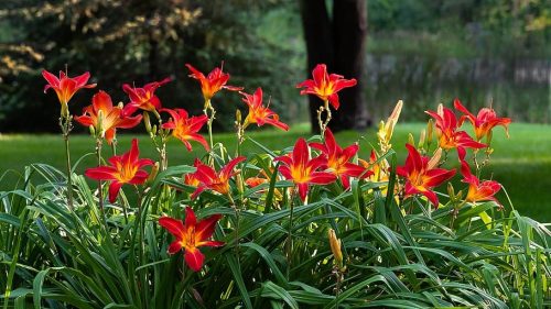 Sásliliom - Hemerocallis 'Campfire Embers'