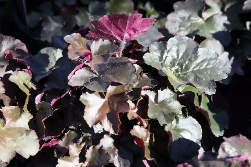 Bíborlevelű tűzeső - Heuchera micrantha 'Palace Purple'