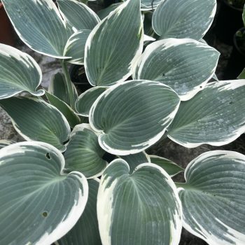 Árnyékliliom - Hosta El Niño ®