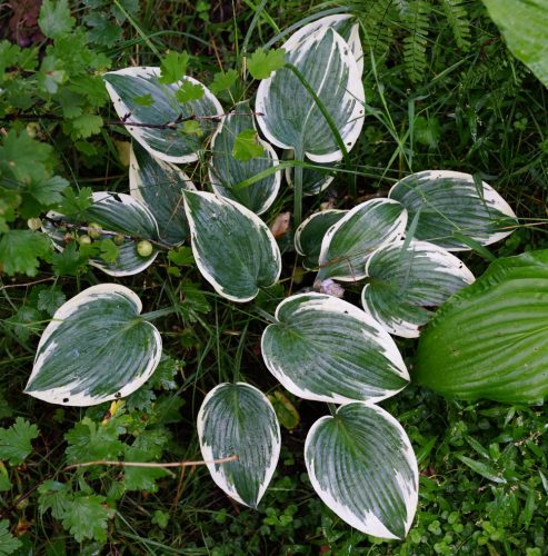 Árnyékliliom - Hosta El Niño ®