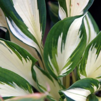 Árnyékliliom - Hosta 'Fire and Ice'®