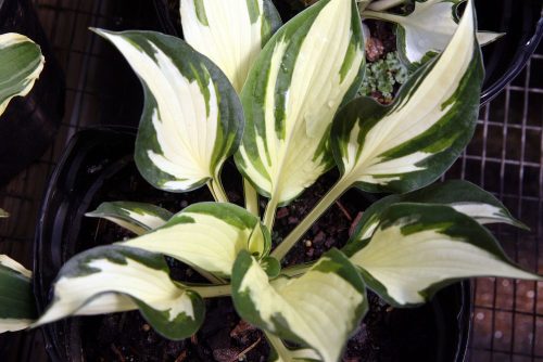 Árnyékliliom - Hosta 'Fire and Ice'®